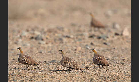 Kronenflughuhn (Pterocles coronatus)