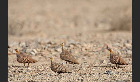 Kronenflughuhn (Pterocles coronatus)