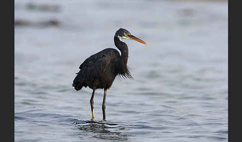 Küstenreiher (Egretta gularis gularis)