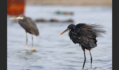 Küstenreiher (Egretta gularis gularis)