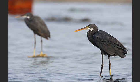 Küstenreiher (Egretta gularis gularis)