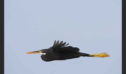 Küstenreiher (Egretta gularis gularis)