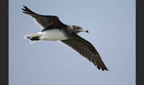 Hemprichmöwe (Larus hemprichii)