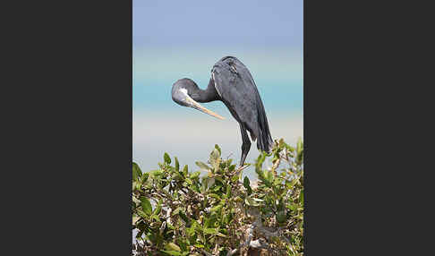 Küstenreiher (Egretta gularis gularis)