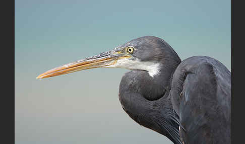 Küstenreiher (Egretta gularis gularis)