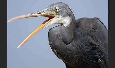 Küstenreiher (Egretta gularis gularis)