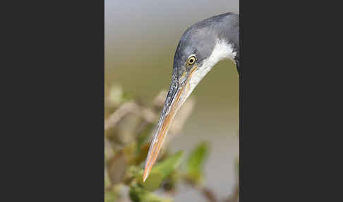 Küstenreiher (Egretta gularis gularis)