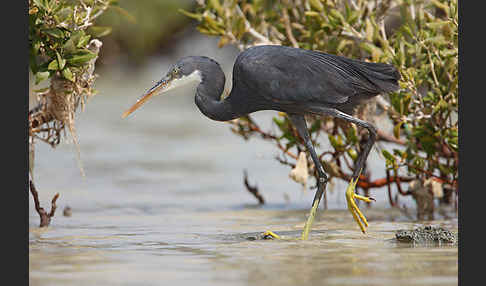 Küstenreiher (Egretta gularis gularis)