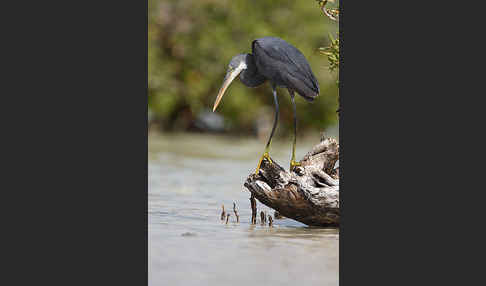 Küstenreiher (Egretta gularis gularis)