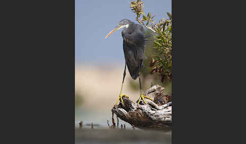 Küstenreiher (Egretta gularis gularis)