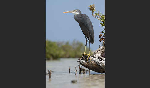 Küstenreiher (Egretta gularis gularis)