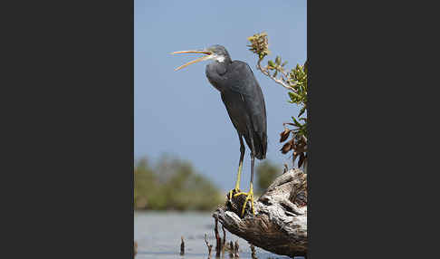 Küstenreiher (Egretta gularis gularis)