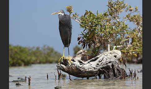 Küstenreiher (Egretta gularis gularis)