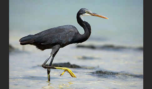 Küstenreiher (Egretta gularis gularis)