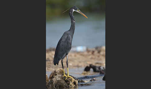 Küstenreiher (Egretta gularis gularis)