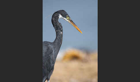 Küstenreiher (Egretta gularis gularis)