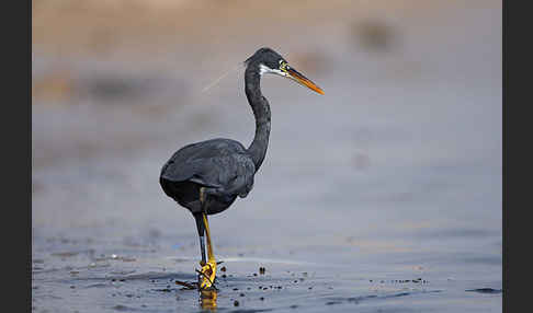 Küstenreiher (Egretta gularis gularis)