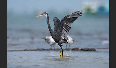 Küstenreiher (Egretta gularis gularis)