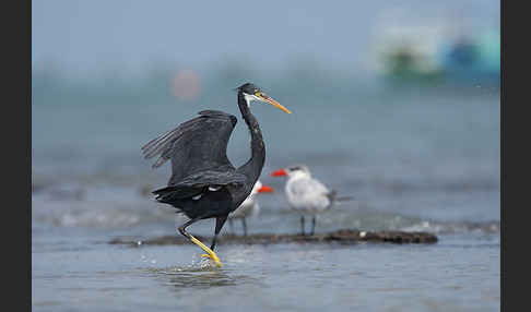 Küstenreiher (Egretta gularis gularis)