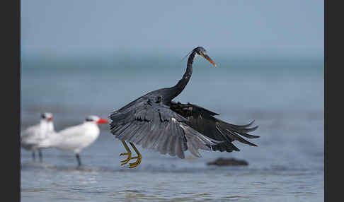 Küstenreiher (Egretta gularis gularis)