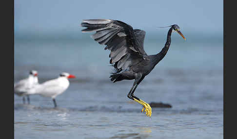 Küstenreiher (Egretta gularis gularis)