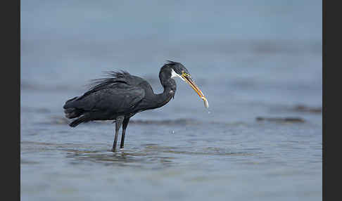 Küstenreiher (Egretta gularis gularis)