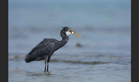 Küstenreiher (Egretta gularis gularis)