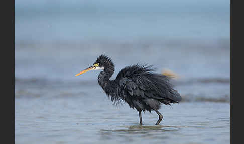 Küstenreiher (Egretta gularis gularis)