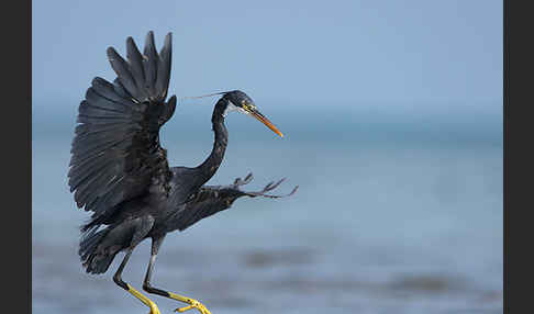 Küstenreiher (Egretta gularis gularis)