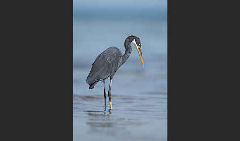 Küstenreiher (Egretta gularis gularis)