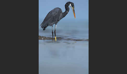 Küstenreiher (Egretta gularis gularis)