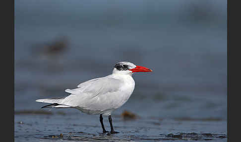 Raubseeschwalbe (Sterna caspia)