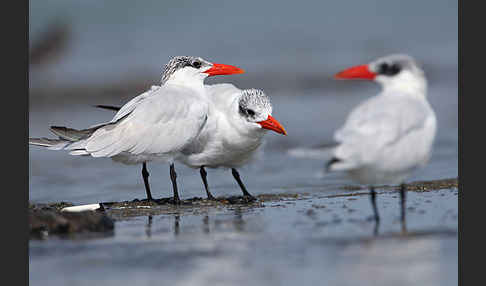 Raubseeschwalbe (Sterna caspia)