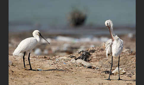 Löffler (Platalea leucorodia)