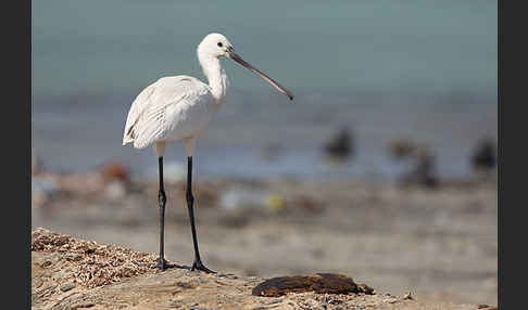 Löffler (Platalea leucorodia)