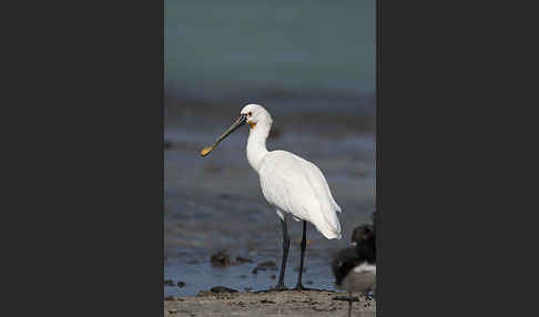 Löffler (Platalea leucorodia)