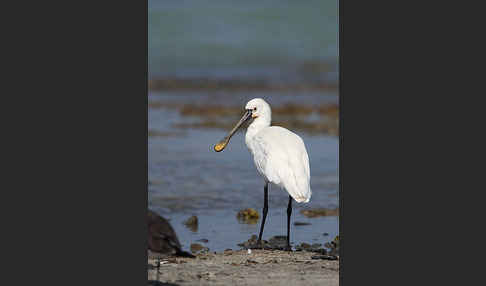 Löffler (Platalea leucorodia)