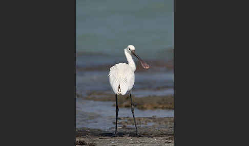 Löffler (Platalea leucorodia)