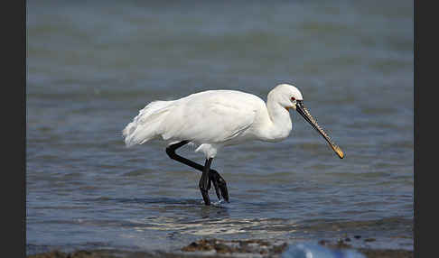 Löffler (Platalea leucorodia)