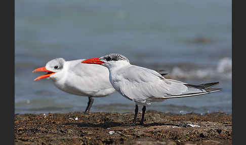 Raubseeschwalbe (Sterna caspia)