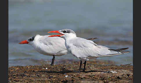 Raubseeschwalbe (Sterna caspia)