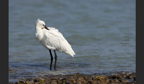 Löffler (Platalea leucorodia)