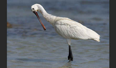 Löffler (Platalea leucorodia)