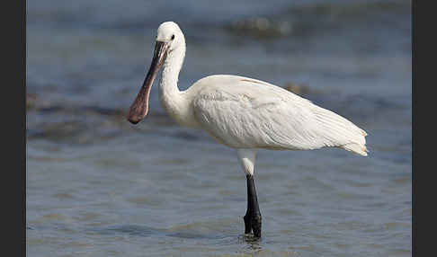 Löffler (Platalea leucorodia)