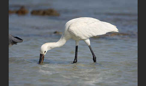 Löffler (Platalea leucorodia)