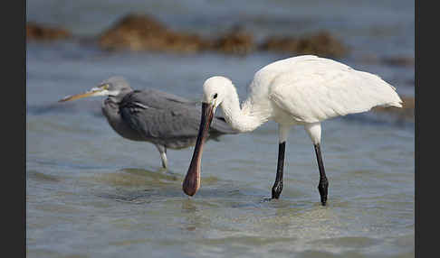 Löffler (Platalea leucorodia)