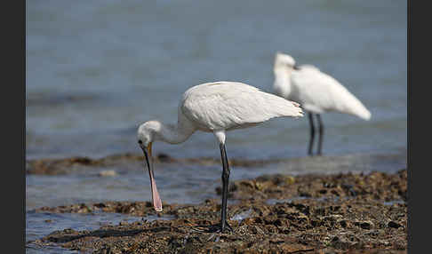 Löffler (Platalea leucorodia)