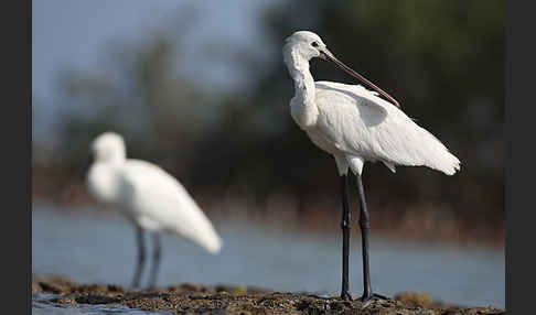 Löffler (Platalea leucorodia)