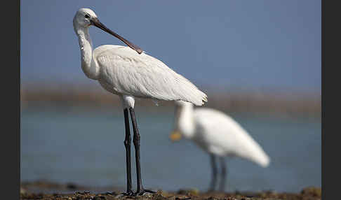 Löffler (Platalea leucorodia)