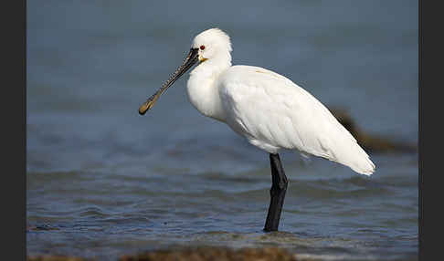 Löffler (Platalea leucorodia)